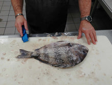 Load image into Gallery viewer, Using a Super Scaler Fish Scaler on a Sheepshead - After Pic