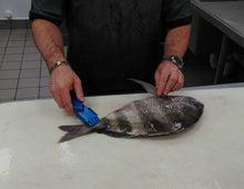 Load image into Gallery viewer, Using a Super Scaler Fish Scaler on a Sheepshead - Before Pic