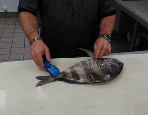 Using a Super Scaler Fish Scaler on a Sheepshead - Before Pic