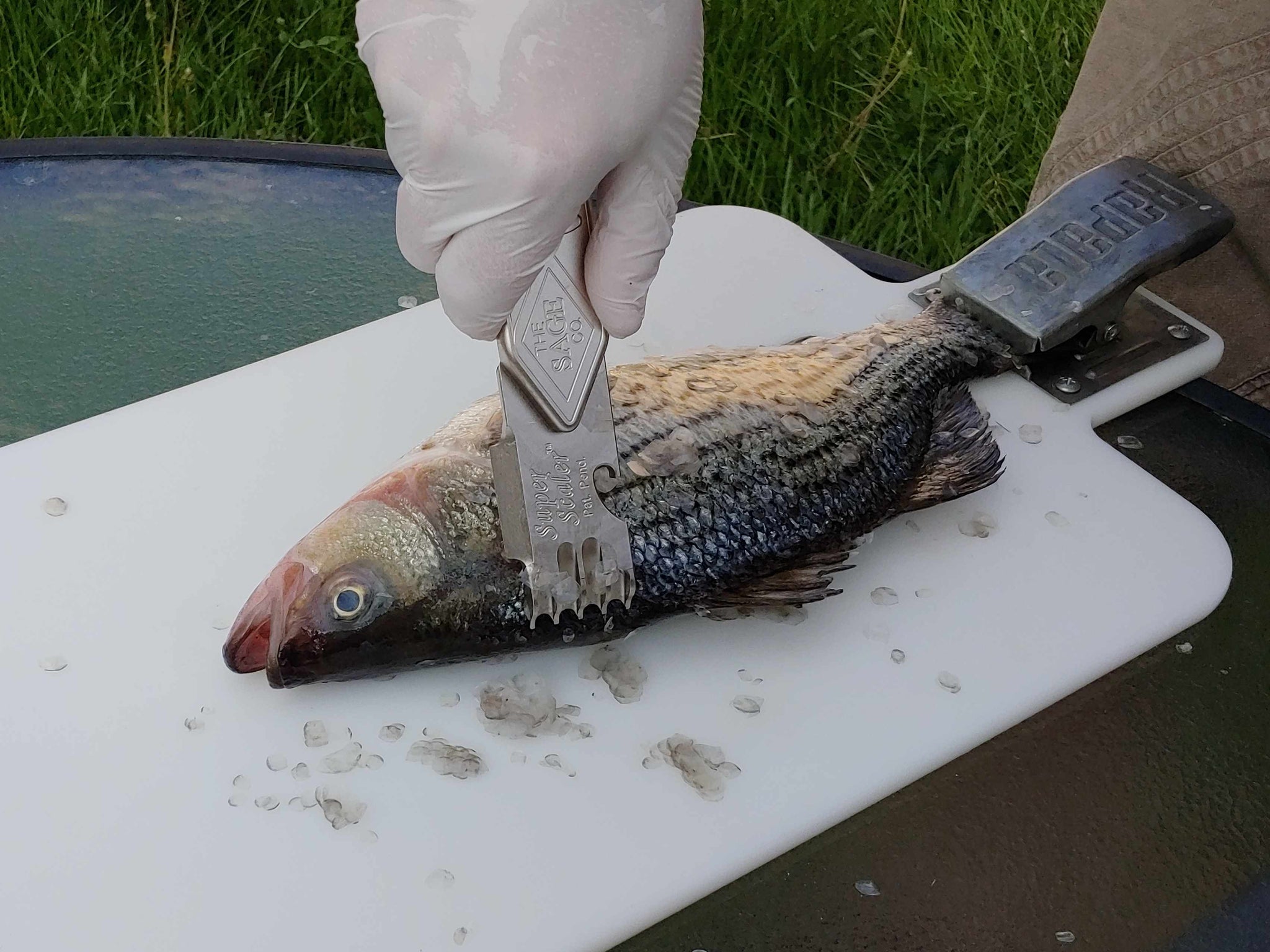 Super Scaler - Commercial Grade Fish Scaler / Faster Fish Cleaning Too ...