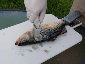 Using a Super Scaler Fish Scaler 2