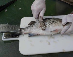Using a Super Scaler Fish Scaler 7