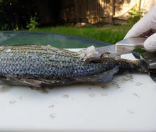 Load image into Gallery viewer, Using a Super Scaler Fish Scaler 5
