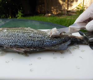 Using a Super Scaler Fish Scaler 5
